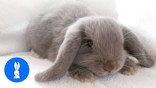 Cutest Bunny Rabbits Thumping Compilation [upl. by Kamilah]