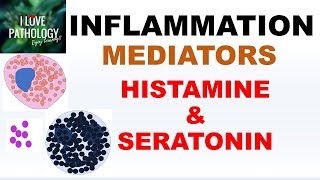 INFLAMMATION Part 4 Chemical Mediators HISTAMINE amp SEROTONIN [upl. by Anelrac]