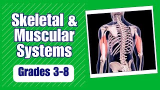 Skeletal and Muscular Systems Learn how bone and muscles work to protect our bodies and move [upl. by Sheila221]