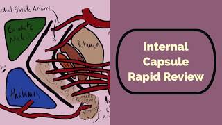 Internal Capsule Rapid Review [upl. by Ermey]