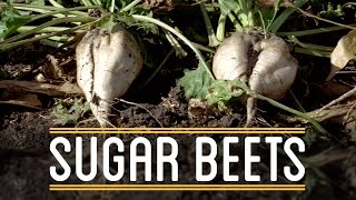 Sugar Beets  How to Make Everything Thanksgiving Dinner 25 [upl. by Lenny]