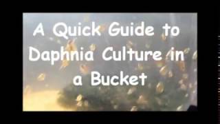 How to culture daphnia outside [upl. by Ranie]