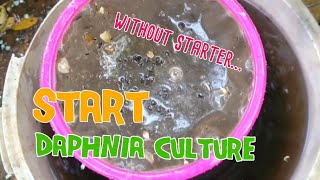 How to culture daphnia moina the easy way 1  Starting the Daphnia culture [upl. by Ettegroeg]