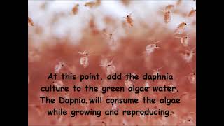 Daphnia  How to grow daphnia in your home [upl. by Jareb]