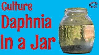 How to Culture Daphnia in a Jar [upl. by Darell]