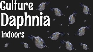 How to Culture Daphnia [upl. by Lorelei]