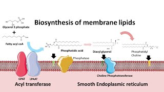 Biosynthesis of membrane phospholipids [upl. by Atwood]