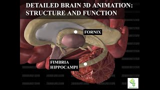 Human Neuroanatomy Detailed Brain 3D Animation  Structure and Function [upl. by Talmud428]