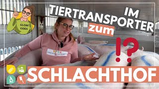 Glori goes Tiertransport  Mit Schweinen zum Schlachthof [upl. by Coleen]