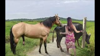 My sister training care her lovely horse in beginner 2021 [upl. by Garretson]