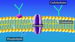 Cell Membrane Structure and Function [upl. by Salomie230]