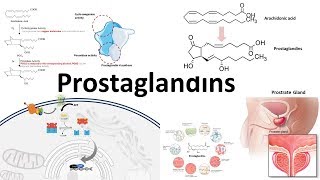 Prostaglandins  Biosynthesisfunction and regulation [upl. by Enihpesoj]