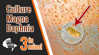 How to culture DAPHNIA MAGNA  The easy way [upl. by Aik]