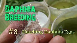 Daphnia Culture made simple and easy 3  Hatching Daphnia eggs [upl. by Lindie384]