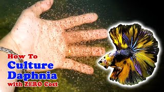 How to Culture Daphnia with ZERO Cost  Unlimited Live Food For Our Fish [upl. by Enail]