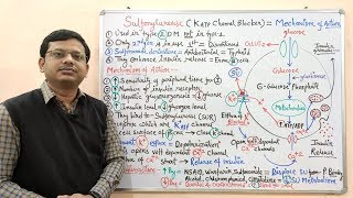 Diabetes Mellitus Part10 Mechanism of Action of Sulfonylurease  Antidiabetic Drugs  Diabetes [upl. by Aihsilat]