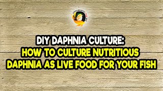 DIY Daphnia Culture How to Culture Nutritious Daphnia as Live Food for Your Fish [upl. by Onaireves]