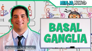 Neurology  Basal Ganglia Anatomy amp Function  Direct amp Indirect Pathways [upl. by Aihsak]