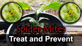 Spider Mites  4 Ways To Naturally Get Rid Of Them [upl. by Aehc986]