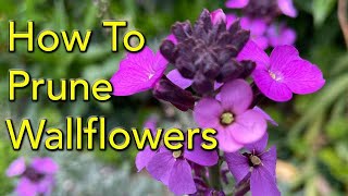 How to Prune Wallflowers Erysimum [upl. by Navad]