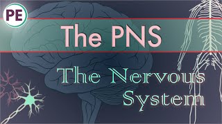 The Nervous System Peripheral Nervous System PNS [upl. by Erfert]