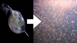 How I Culture Daphnia [upl. by Silliw]