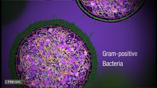 Penicillin and Antibiotic Resistance from PDB101 [upl. by Latimer]