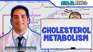 Metabolism  Cholesterol Metabolism [upl. by Leamiba]