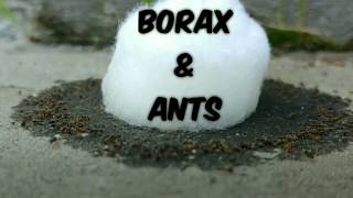 How to Use Borax for Ants [upl. by Annoed]