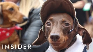 Hundreds Of Dachshunds Joined A ‘Sausage Walk’ In London [upl. by Mojgan319]