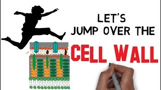 Structure of Bacteria  Part 3  The Cell wall [upl. by Esilehc652]