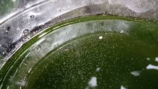 DAPHNIA MOINA CULTURE IN A SMALL BUCKET [upl. by Yenwat]