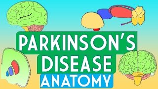 Parkinsons Disease Anatomy [upl. by Culliton570]