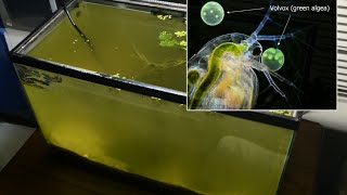 Raising Daphnia for the Freshwater Aquarium [upl. by Lorou]