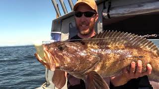 Lingcod Fishing in Southeast Alaska [upl. by Legnalos]