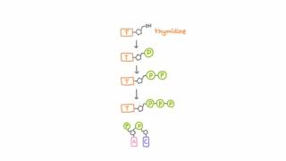 AntiHerpetic Drugs  How They Work [upl. by Odama]