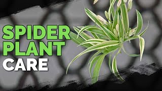 Spider Plant Care How To Grow Chlorophytum Comosum [upl. by Fredette]