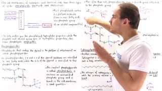 Phospholipids [upl. by Fisher]