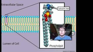 Cell Membranes [upl. by Tierell]