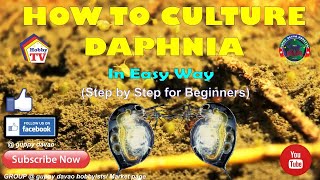 HOW TO CULTURE DAPHNIA In Easy Way [upl. by Eldwon]