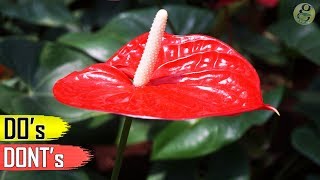 ANTHURIUM PLANT CARE TIPS – INDOOR FLOWERING PLANT [upl. by Karlen]