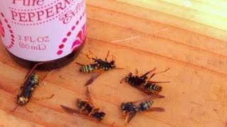 How To Get Rid Of Wasps Naturally [upl. by Essila287]